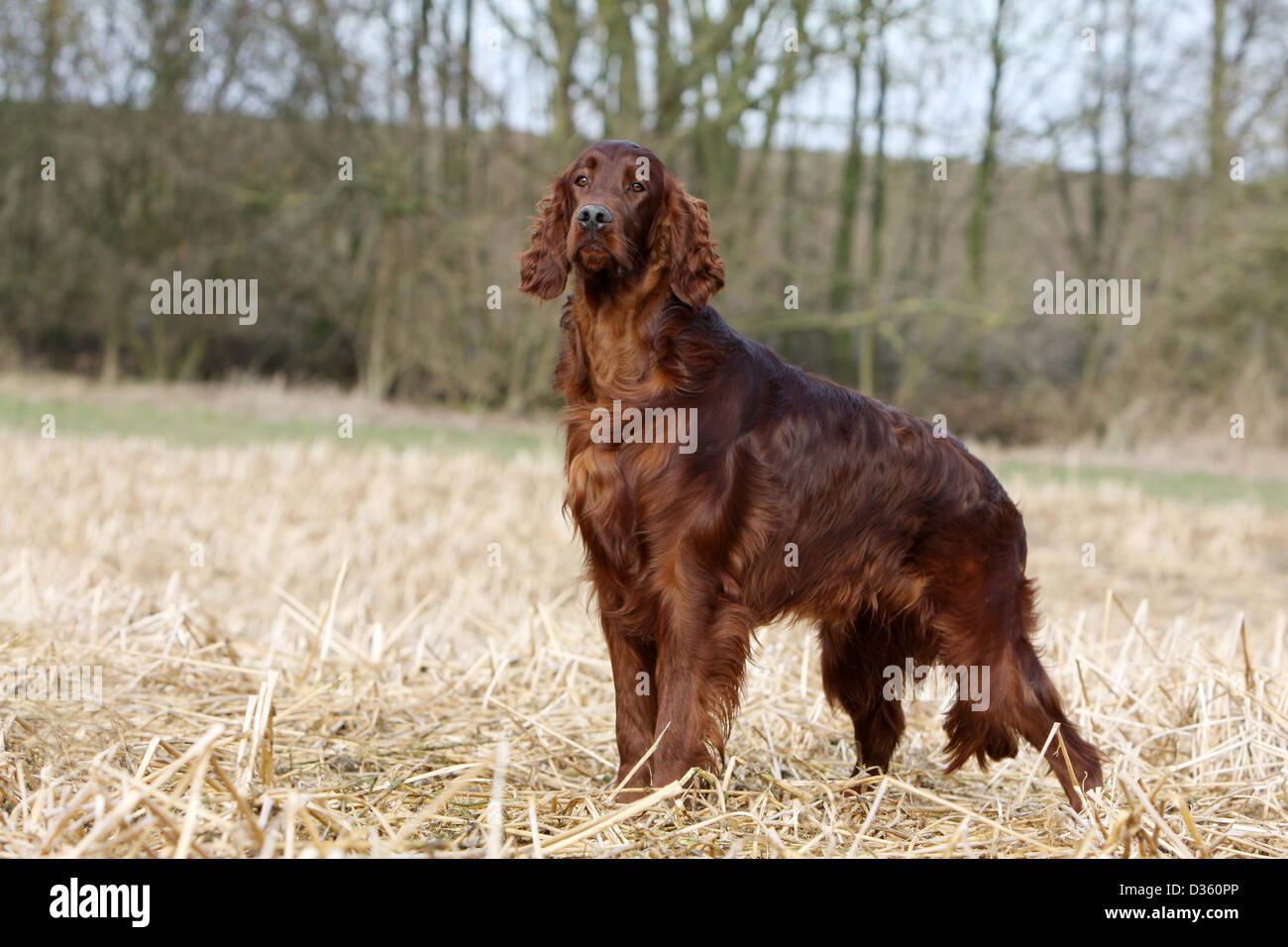 irish setter 3888