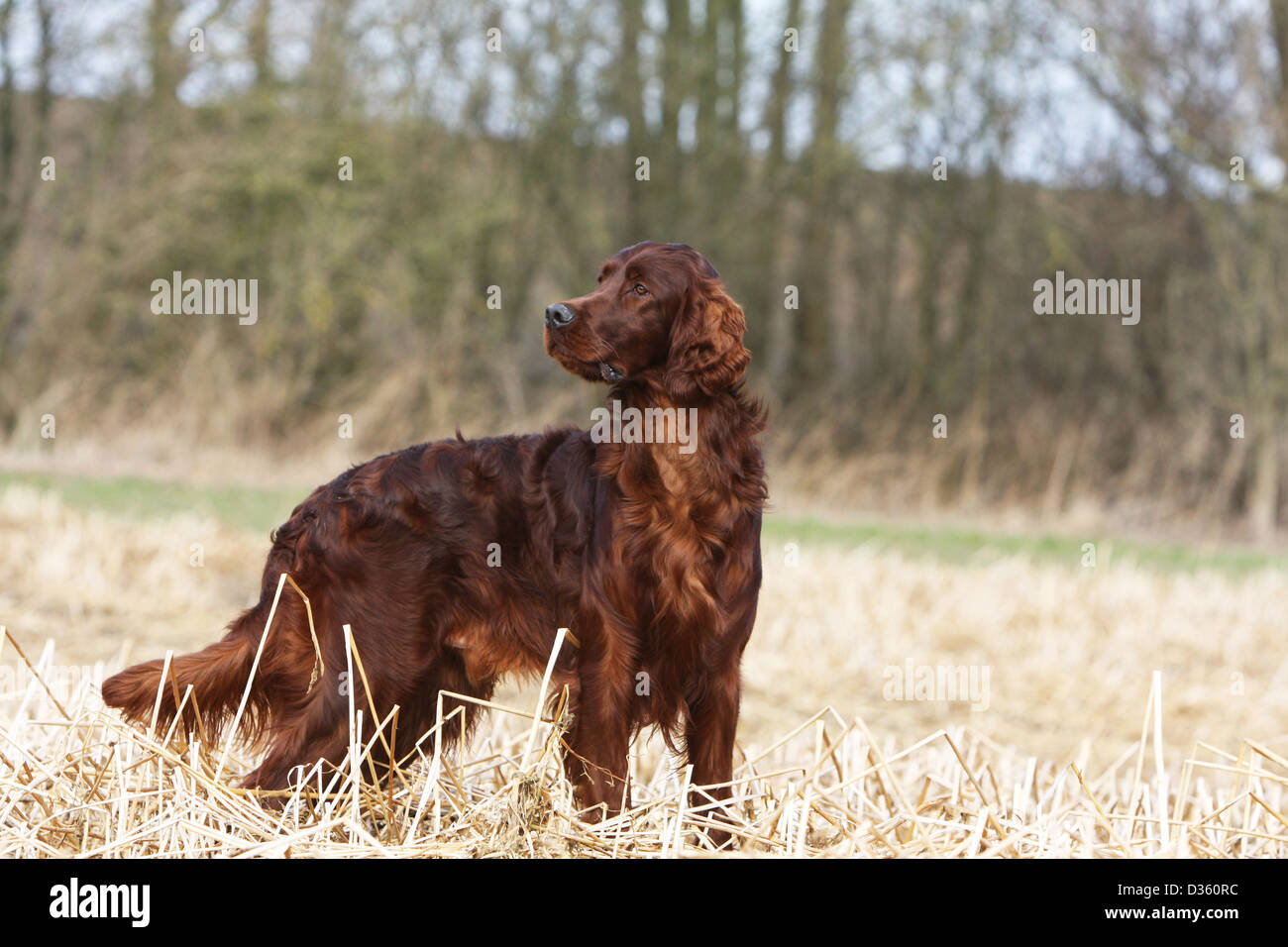 Dog Irish Setter / Red Setter adult standing profile in a field Stock
