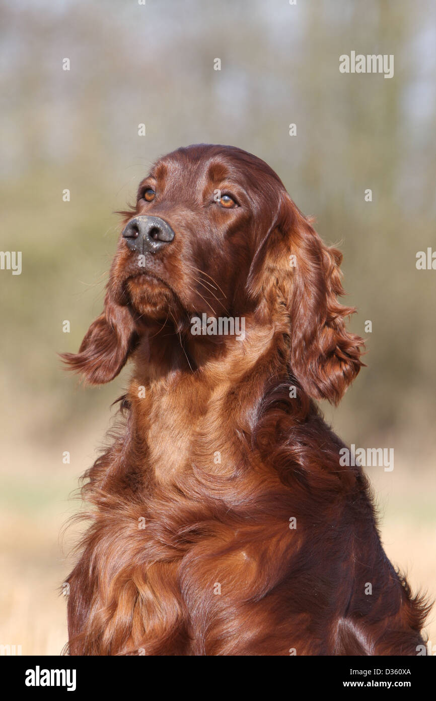 Dog Irish Setter / Red Setter adult portrait Stock Photo