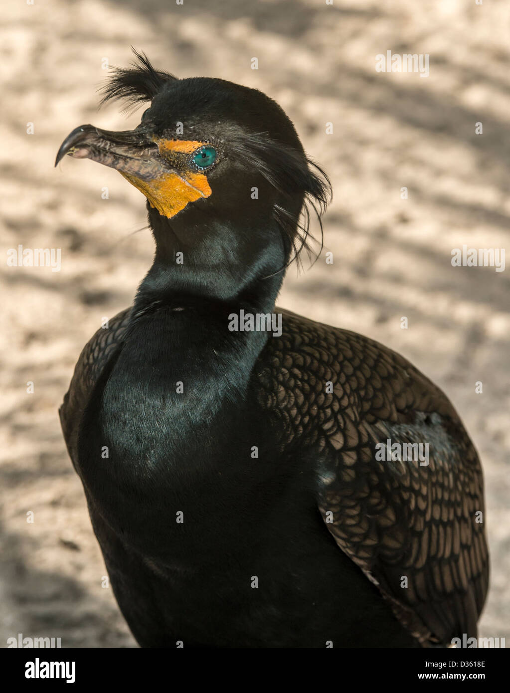 Double Crested Cormorant in South Florida in winter Stock Photo