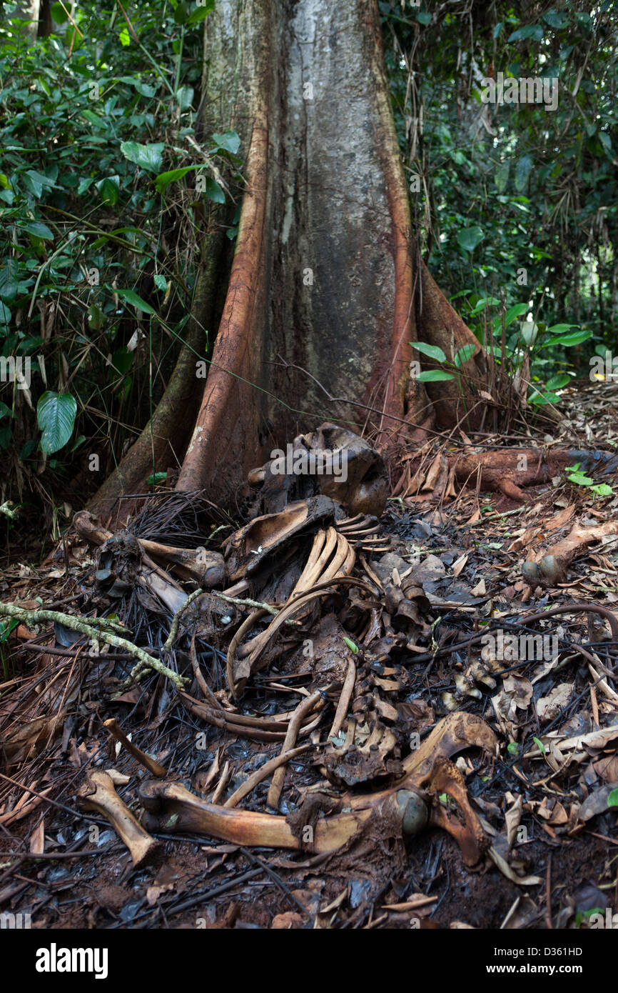 CAMEROON, 1st October 2012: The remains of a female forest elephant that was shot and killed by an army officer for its ivory.  The officer was caught by ecoguards and is now in jail. Stock Photo