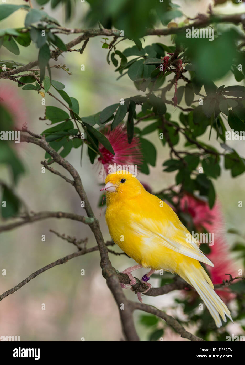canary, (Serinus canaria domestica) in bottle brush tree in South