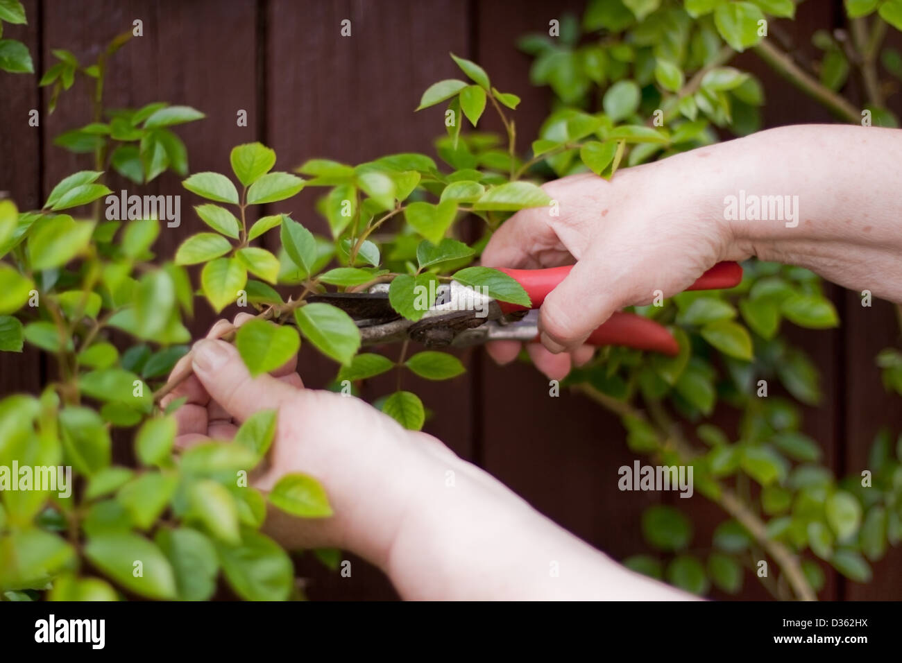 Pensioner with a hedge trimmer cuts rose Stock Photo Alamy