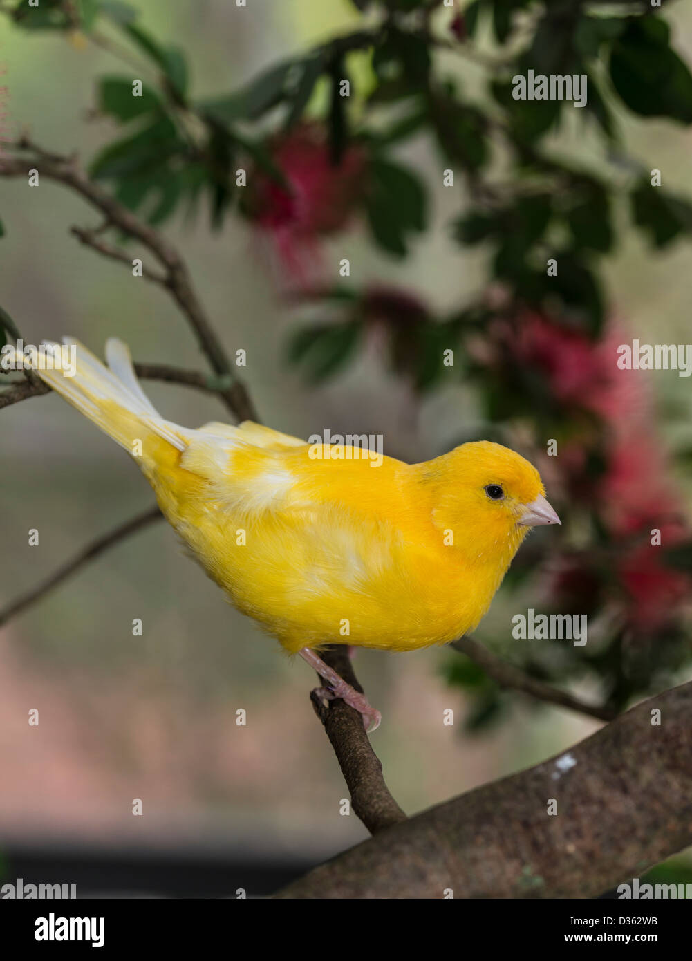 canary, (Serinus canaria domestica) in bottle brush tree in South