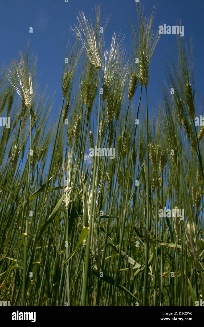 young barley crop Stock Photo