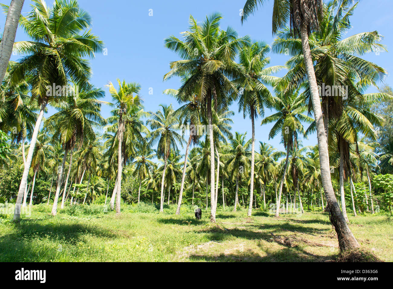 Tall palm trees hi-res stock photography and images - Alamy