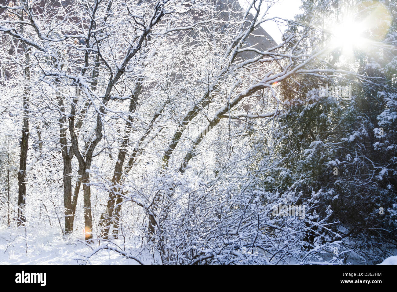 Scrub oak covered with fresh snow Stock Photo - Alamy