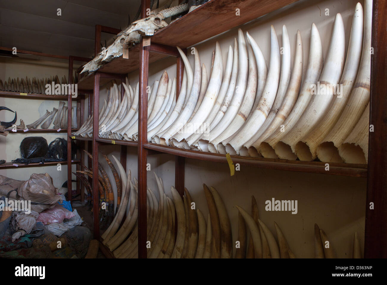 CAMEROON, 3rd October 2012: Ivory confiscated by the Ministry of Forests and Wildlife from poachers and held in store. Stock Photo