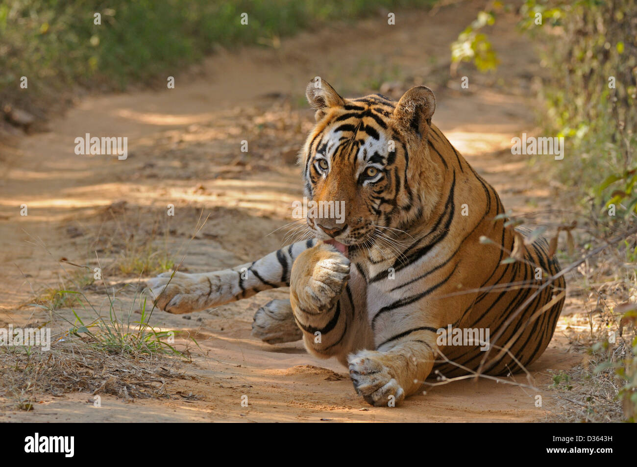Male tiger in the dry deciduous habitat of Ranthanbhore tiger reserve Stock Photo