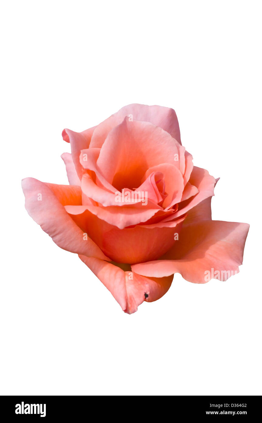 Pink Hybrid Tea Rose Blessings Stock Photo