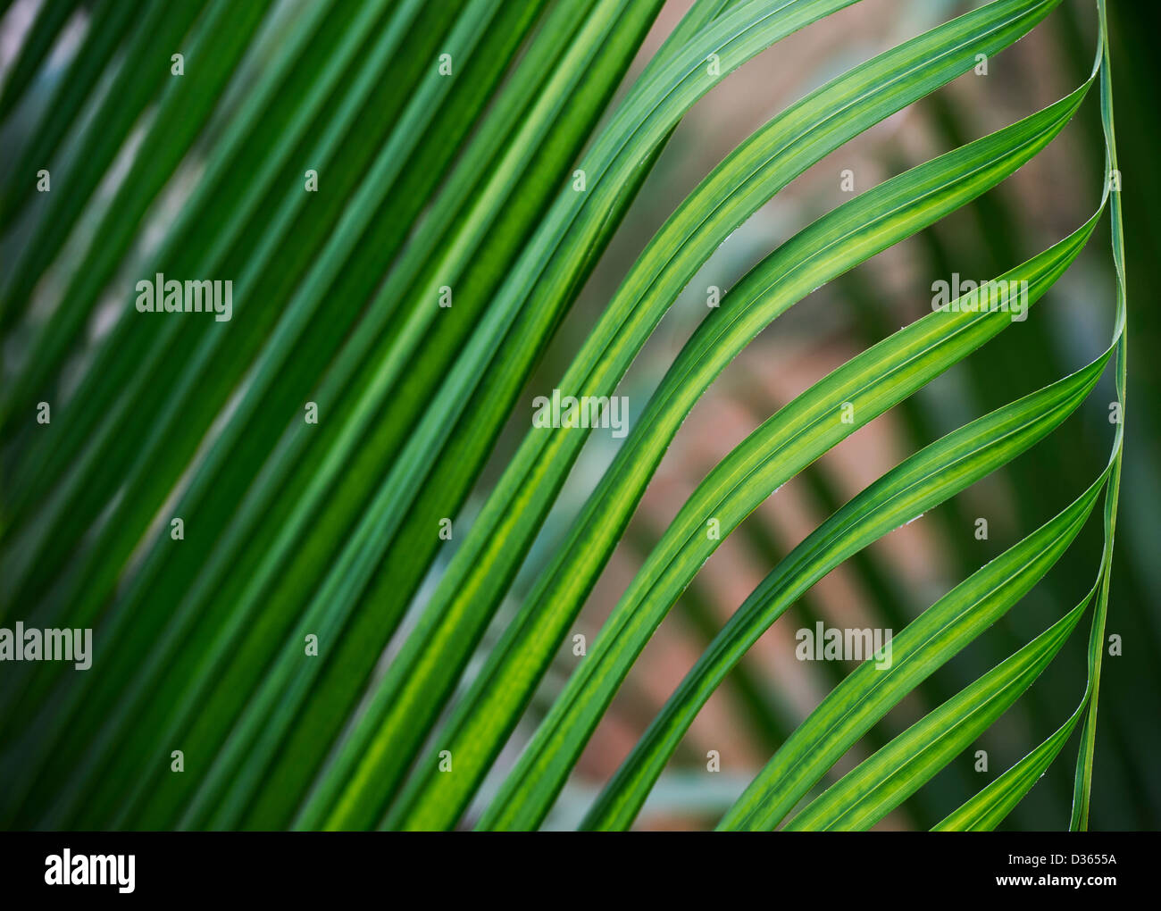 Palm frond pattern. Andhra pradesh, India Stock Photo