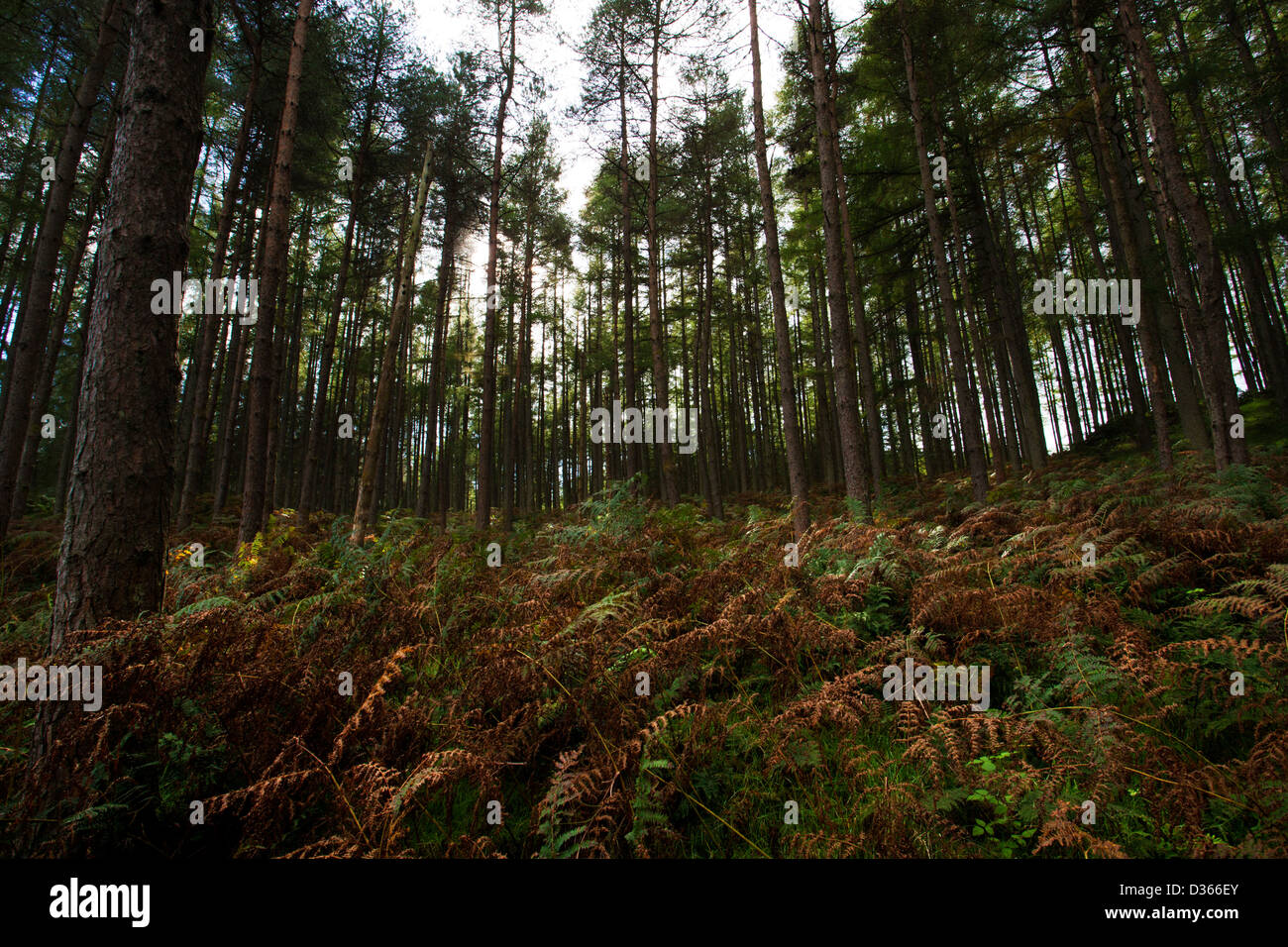 Laurieston forest hires stock photography and images Alamy