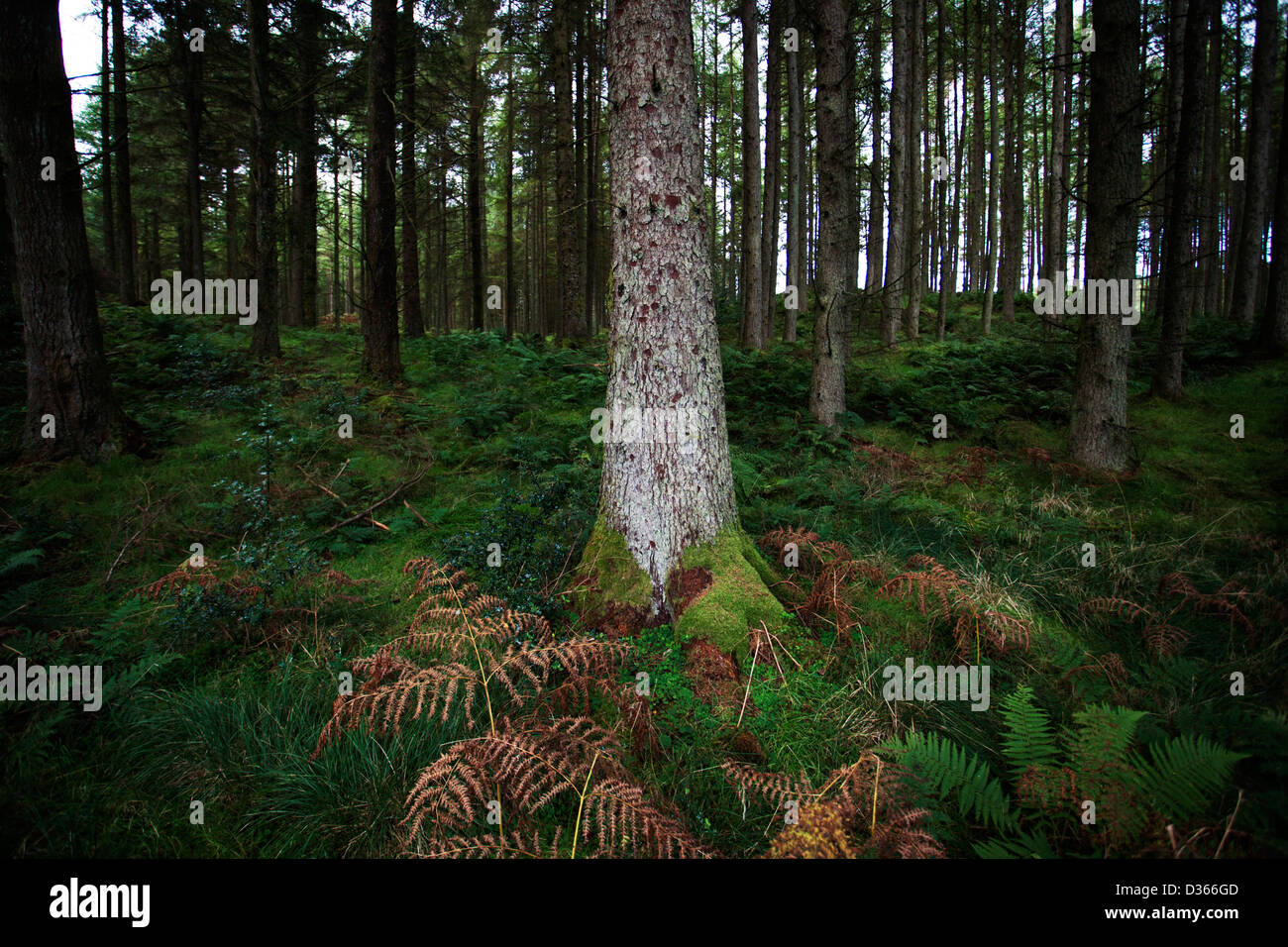 Laurieston hires stock photography and images Alamy