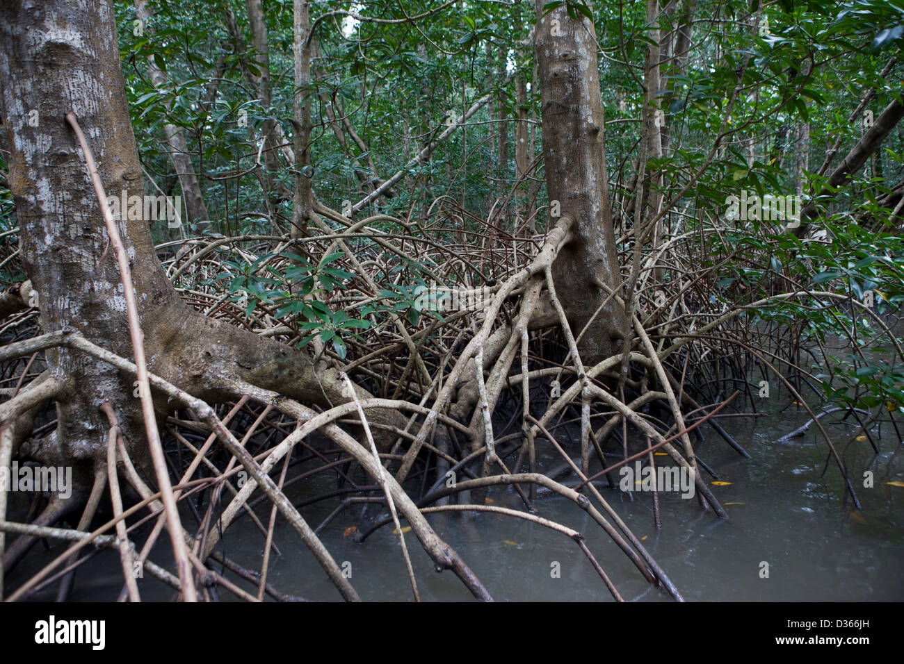 LIBREVILLE, GABON, 5th October 2012:  These mangroves are ideal fish sporning grounds and are a protected area. Stock Photo