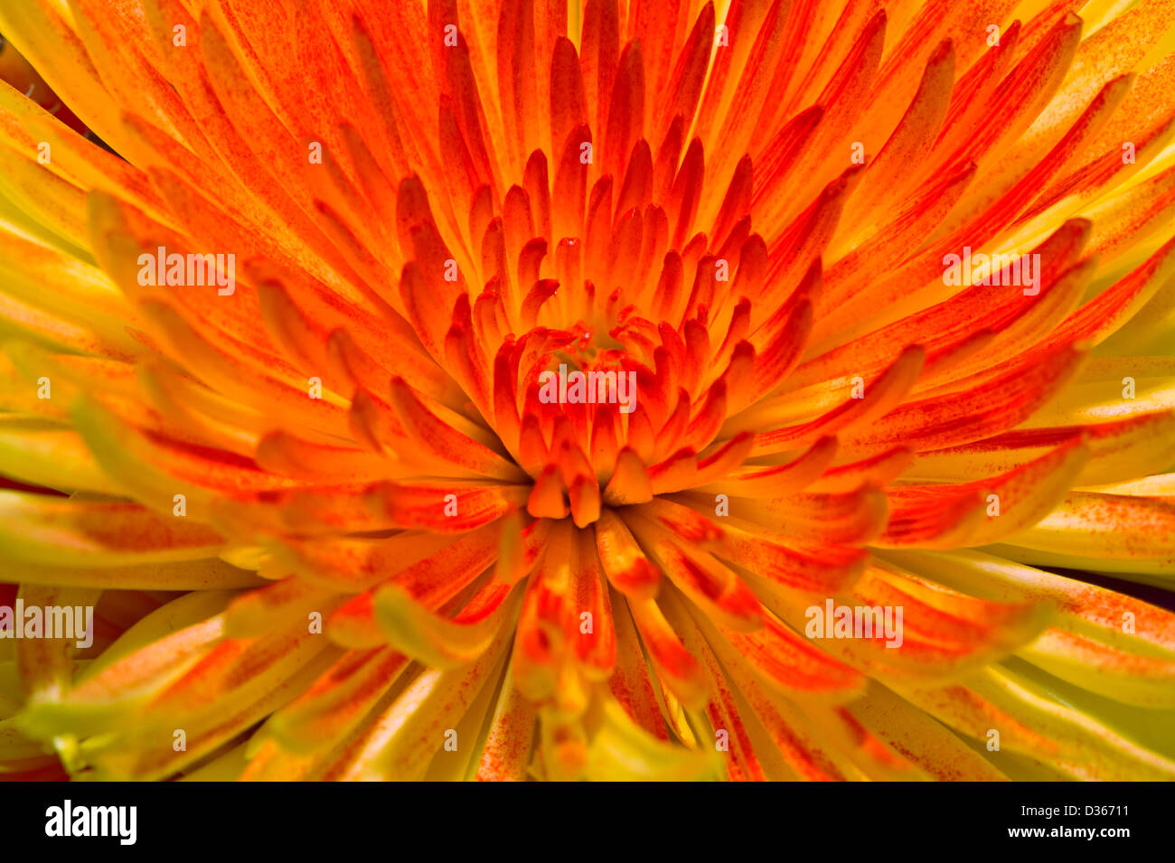 beautiful flowers closeup Stock Photo Alamy