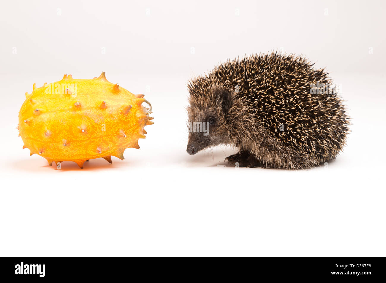 Cute hedgehog looking at spiky fruit Stock Photo
