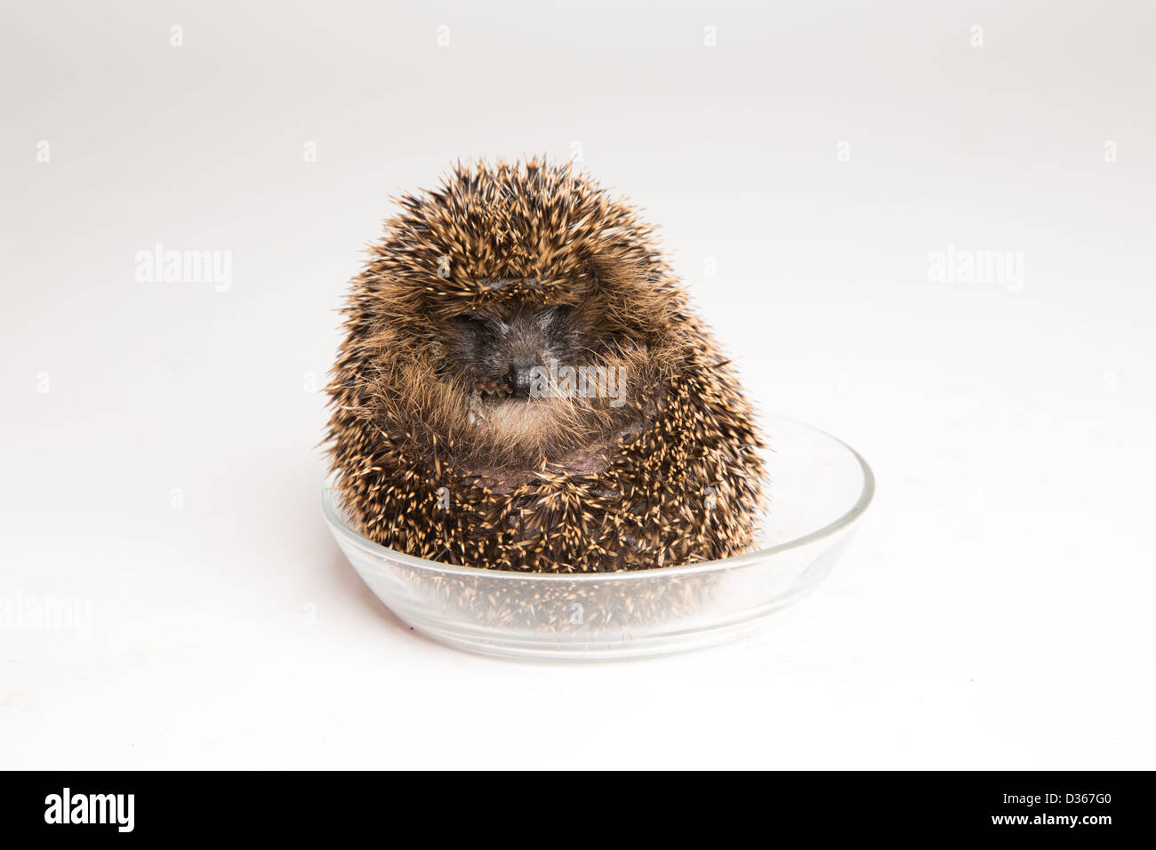 A hedgehog rolls itself up for protection Stock Photo - Alamy
