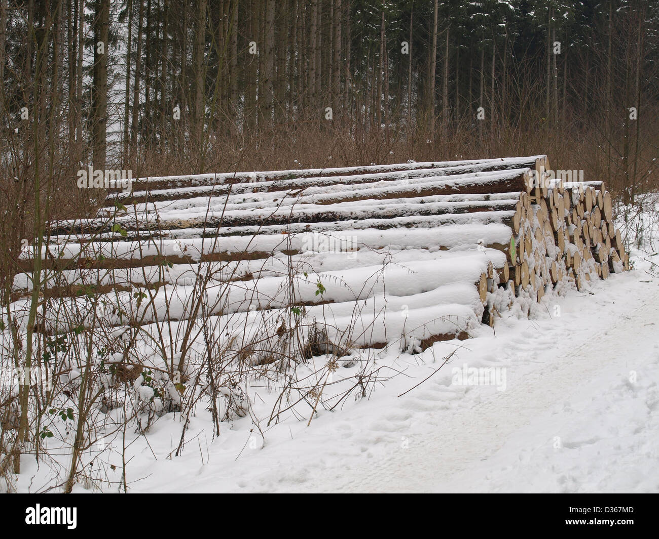 lumberyard - snowbound cut logs in the wood / Holzlager - verschneite, gefällte Baumstämme im Wald Stock Photo