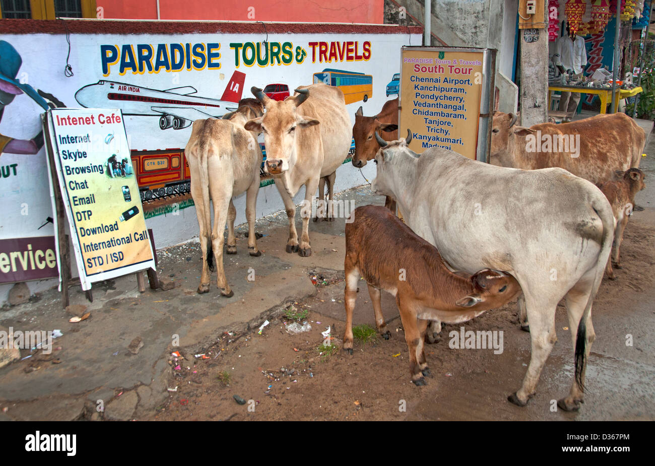Holy Cows Travel agency Travels Paradise Tours Covelong ( Kovalam or Cobelon ) India Tamil Nadu Stock Photo