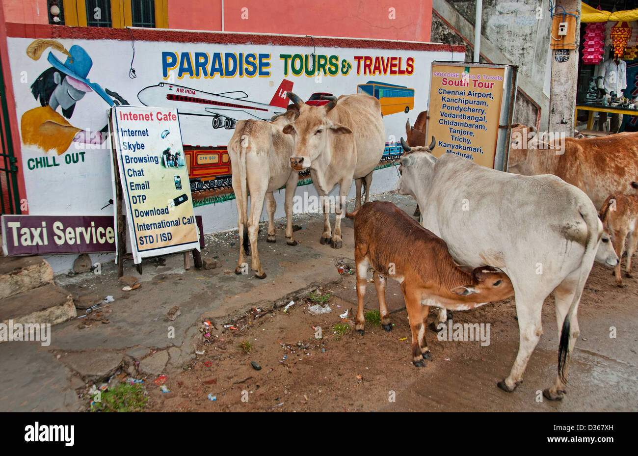 Holy Cows Travel agency Travels Paradise Tours Covelong ( Kovalam or Cobelon ) India Tamil Nadu Stock Photo