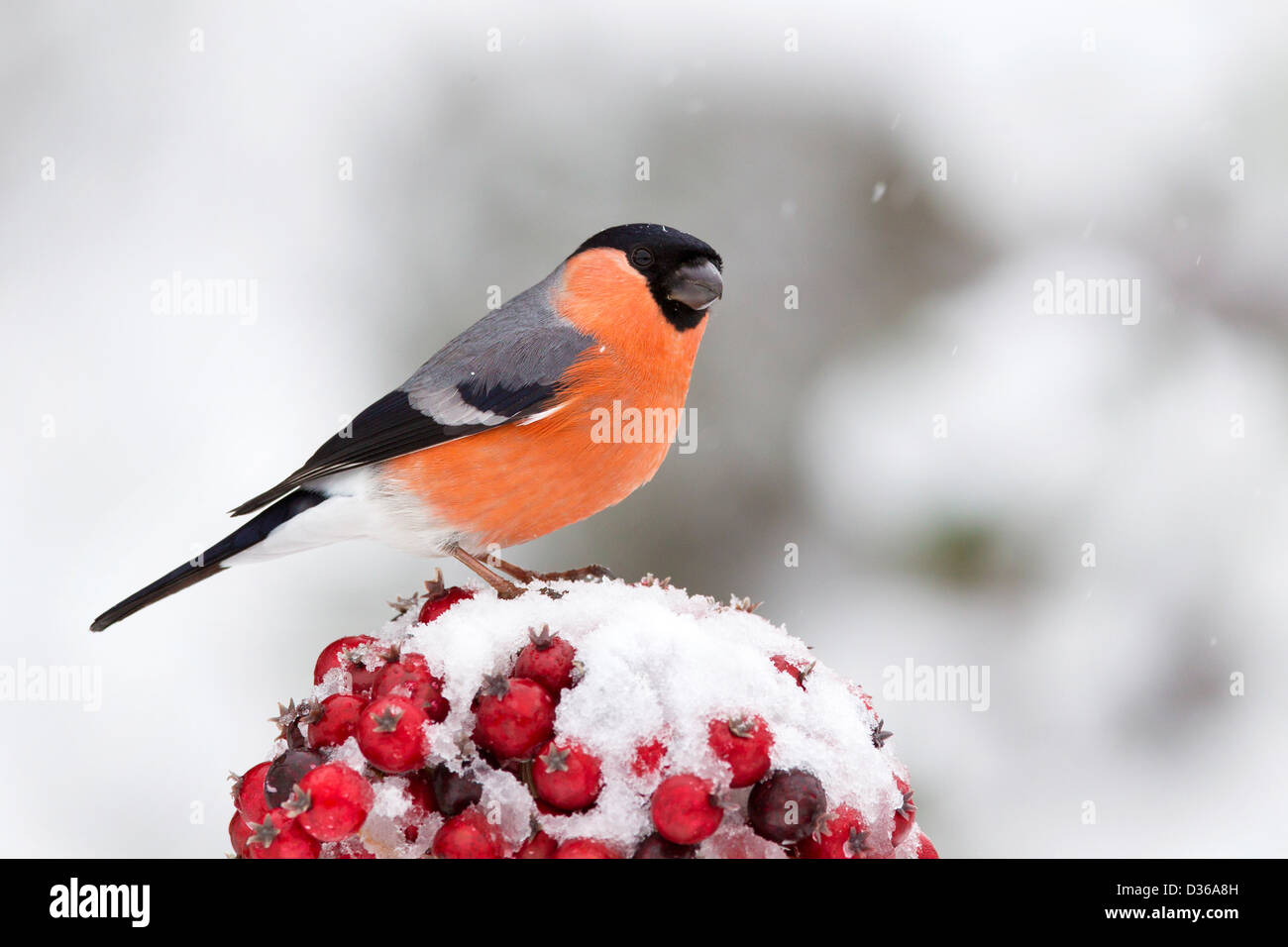 Male Bullfinch on red berries in the snow Stock Photo