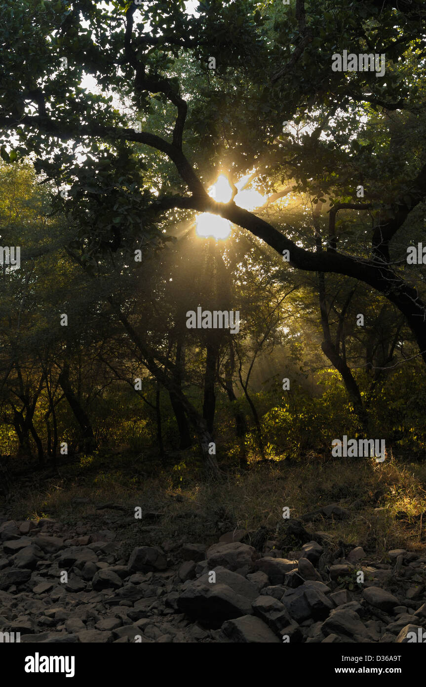 Reflection of the forest canopy in a puddle in the forests of Ranthambhore Stock Photo