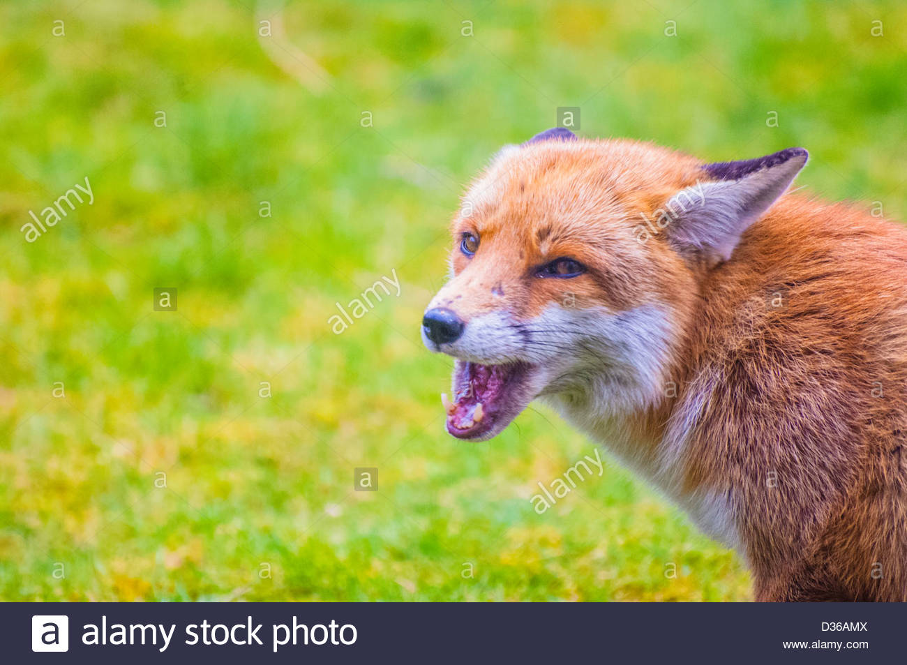 european-urban-fox-looking-for-food-in-an-english-suburban-garden-D36AMX.jpg