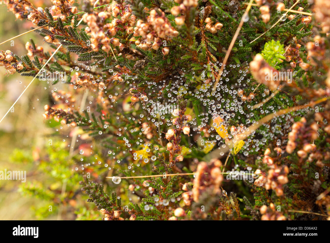 Spider bath - Fantastic showcase of dew drops in a spider web. Autumn / Fall days Stock Photo