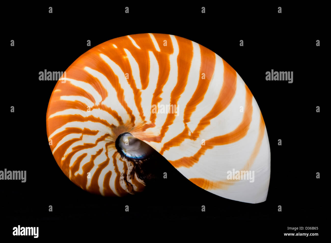 The shell of a nautilus (Nautilus pompilius) back-lit against a black background. Stock Photo