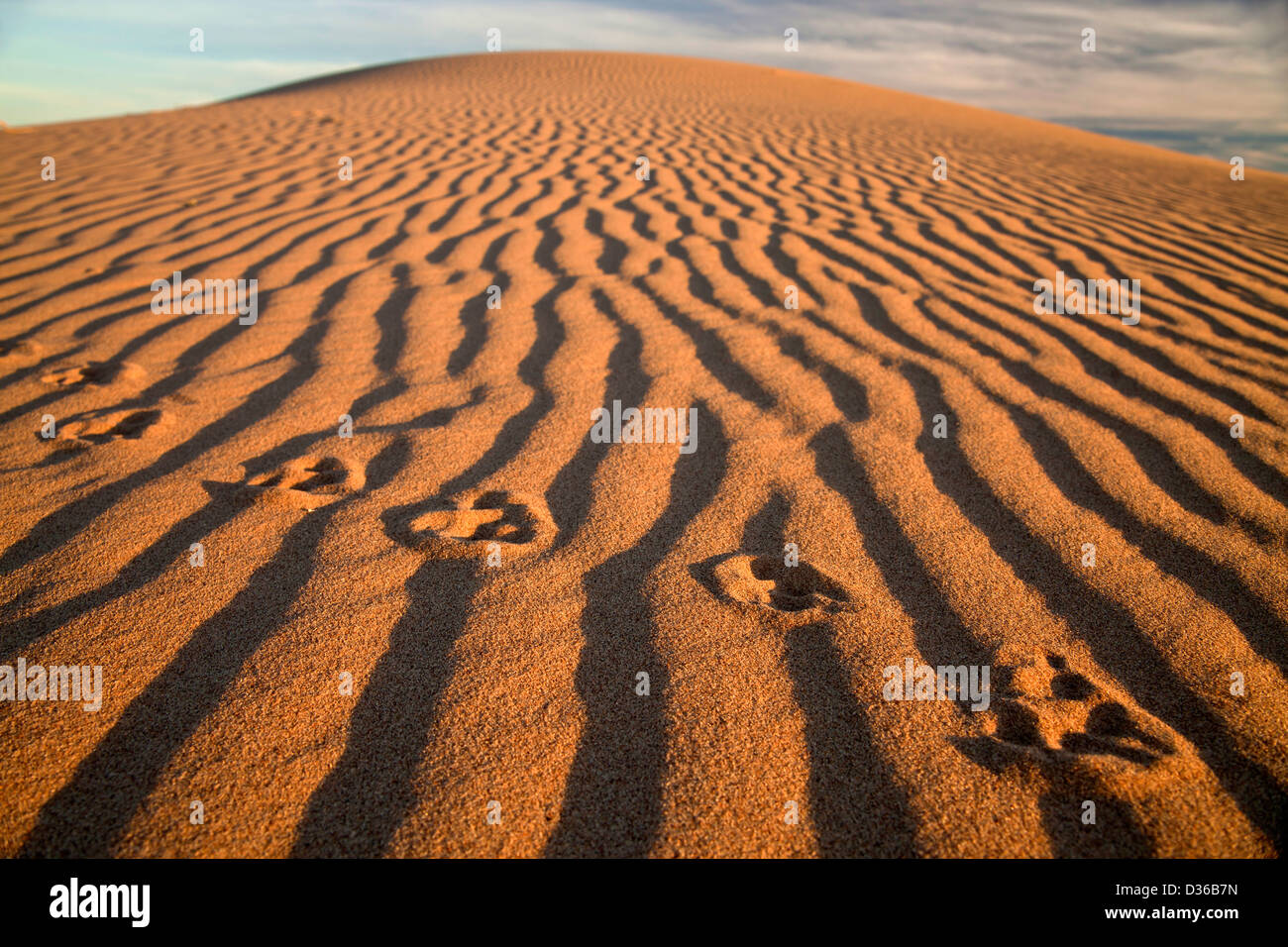 animal track on the Algodones Dunes or Imperial Sand Dunes, Imperial County, California, United States of America, USA Stock Photo