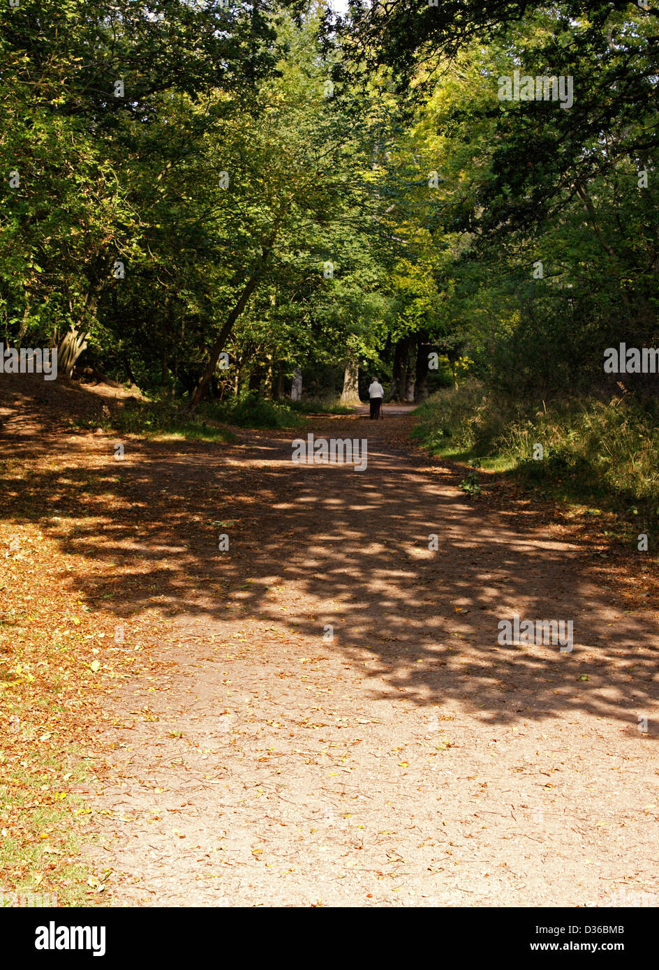 Shaded woodland path hi-res stock photography and images - Alamy