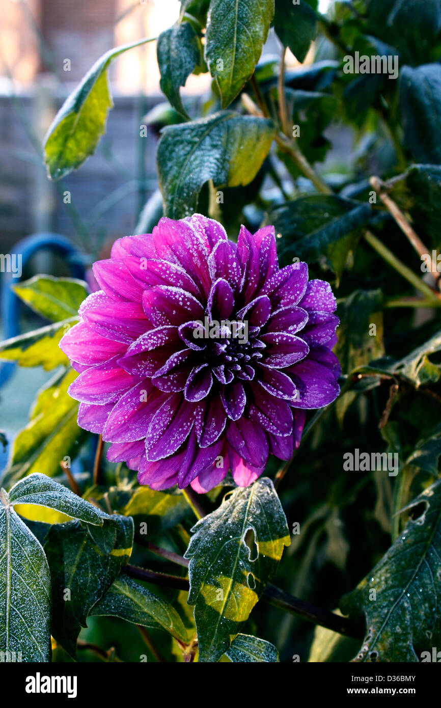 Dahlia winter hires stock photography and images Alamy