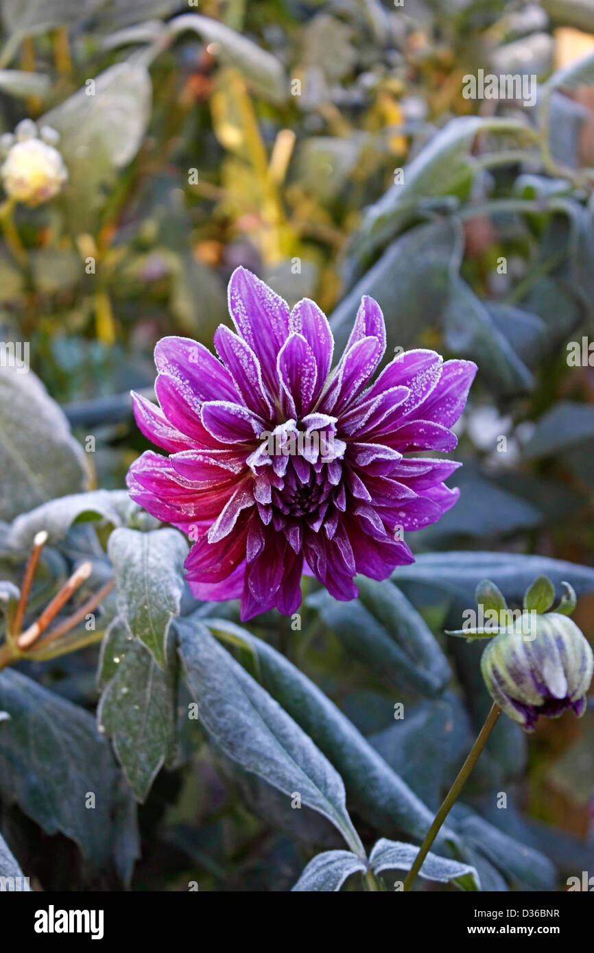 Dahlia winter hires stock photography and images Alamy