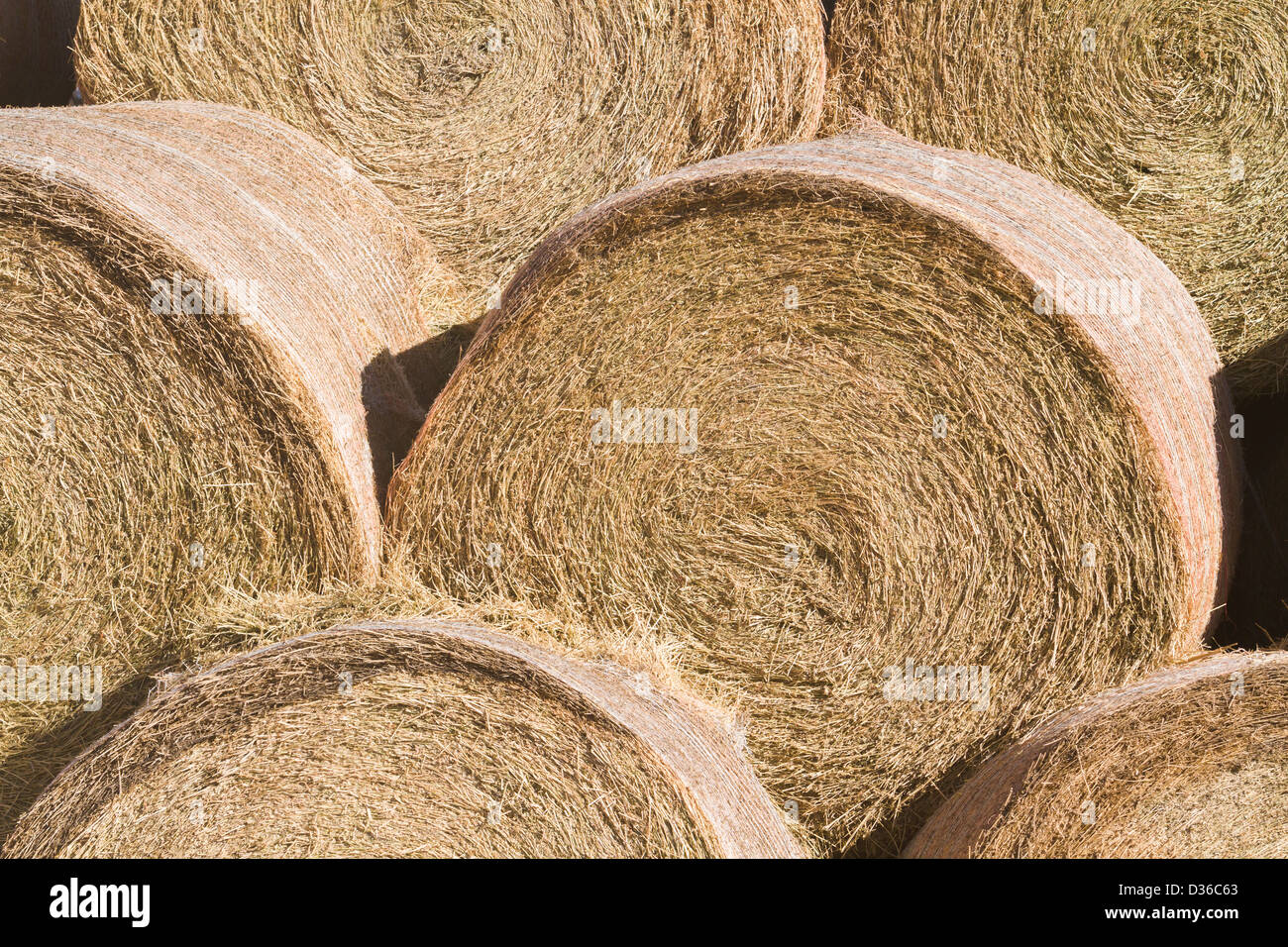 Hay rolls stack for storage on the farm Stock Photo - Alamy