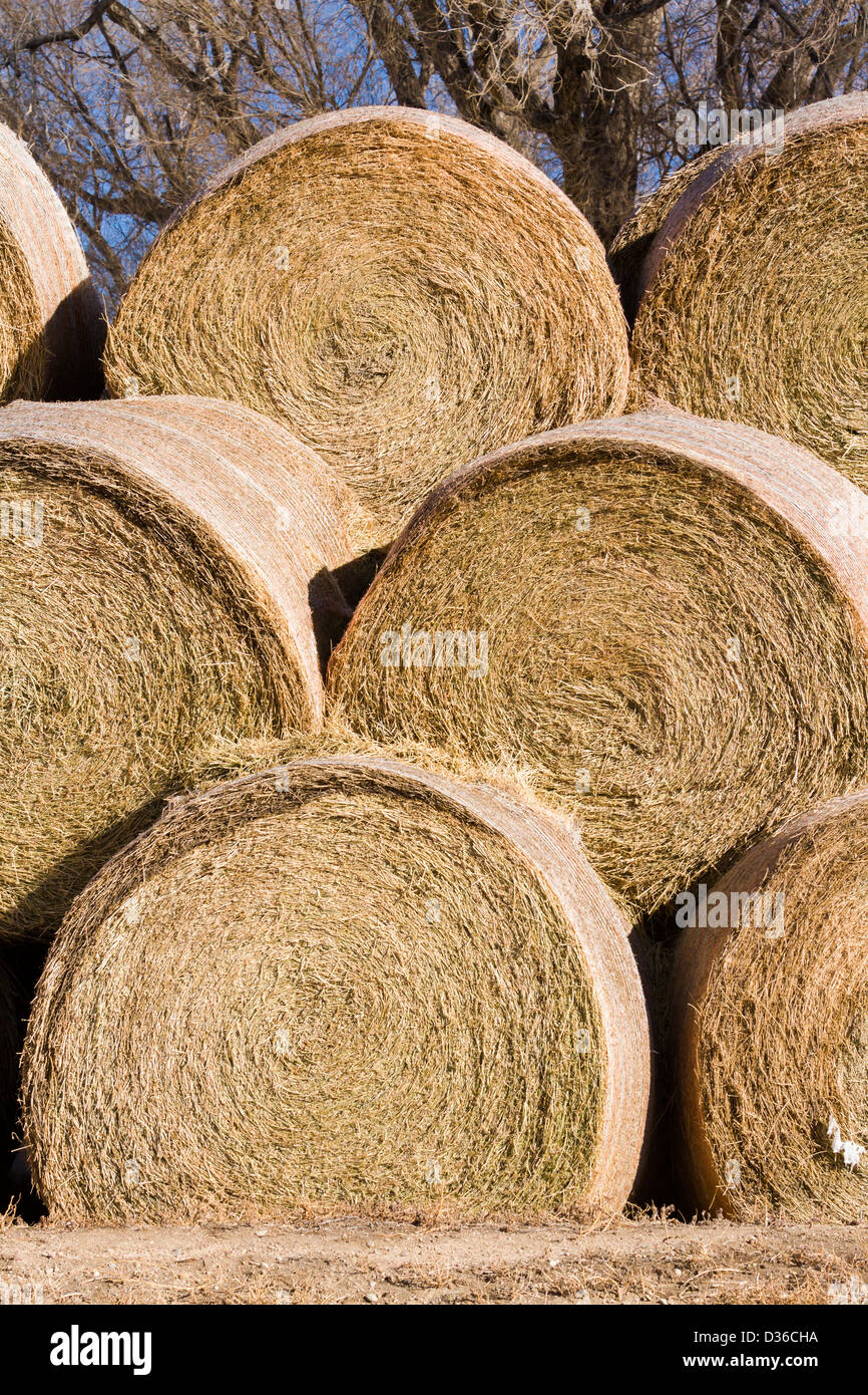 Hay rolls stack for storage on the farm Stock Photo Alamy