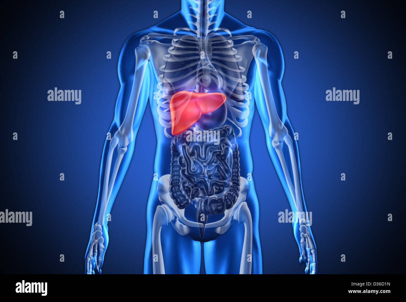 Digital blue human with highlighted liver Stock Photo