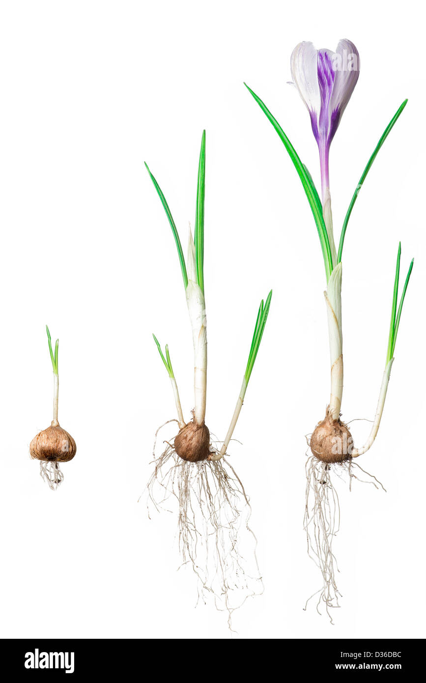 Crocus growing stadium Stock Photo - Alamy