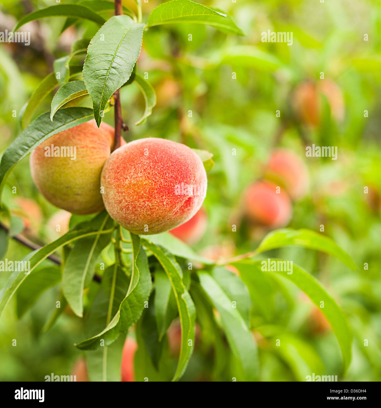 Ripe peaches fruits on a branch in orchard Stock Photo - Alamy