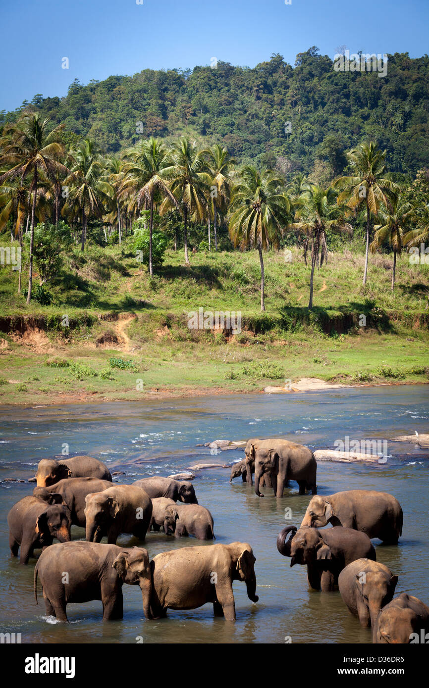 Bathing elephants in sri lanka hi-res stock photography and images - Alamy