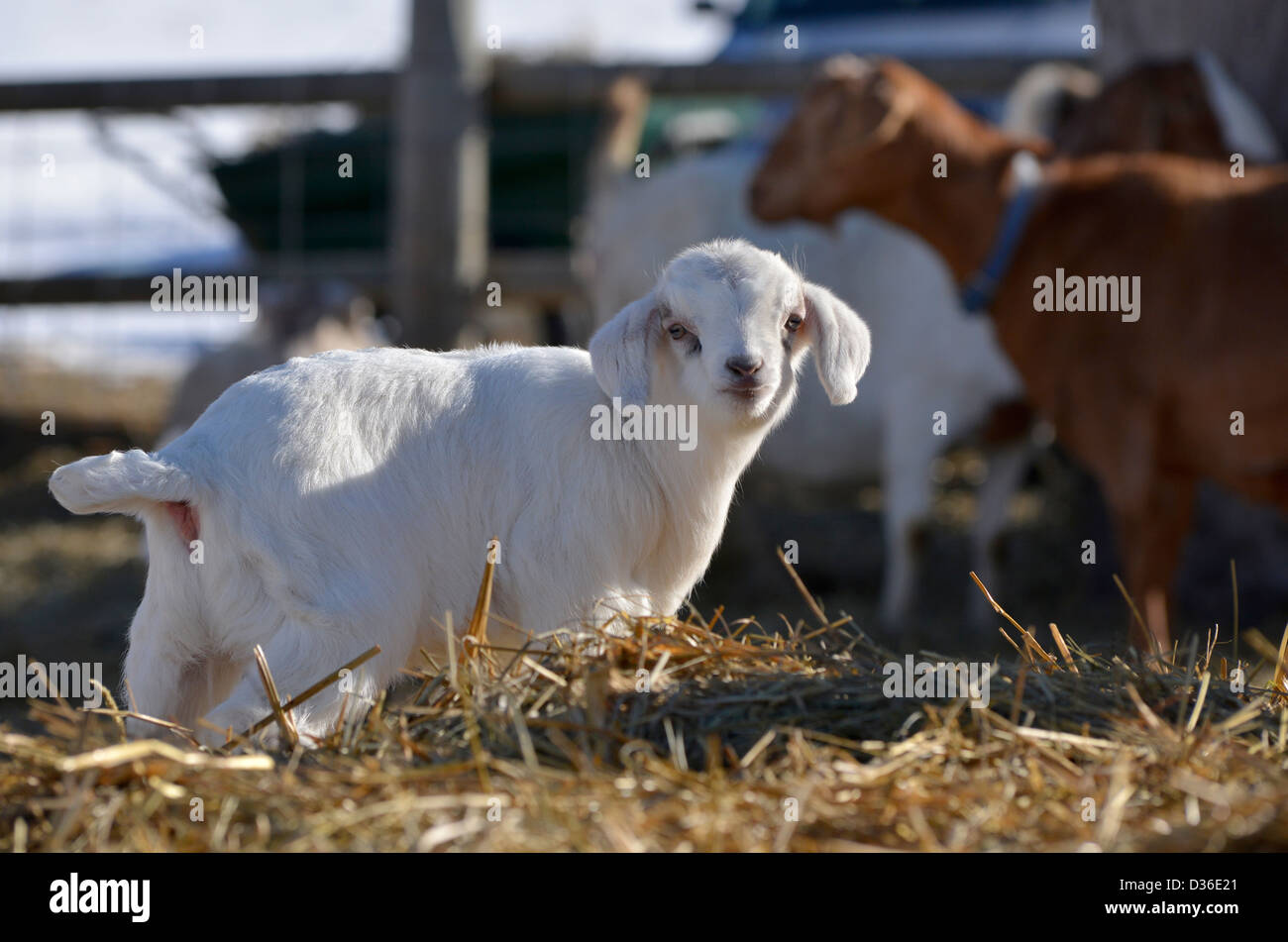 Baby barnyard animals hires stock photography and images Alamy
