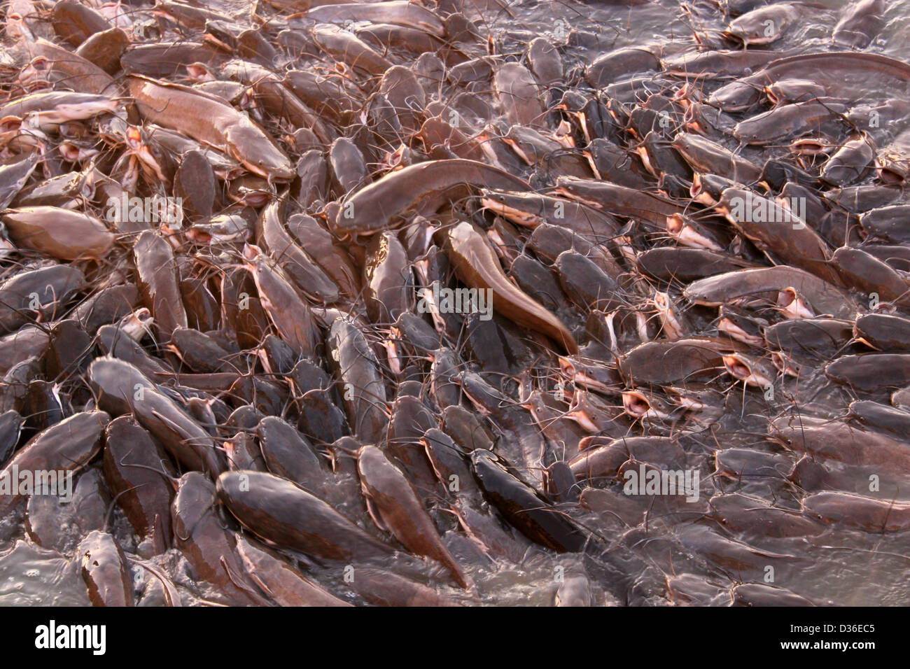 Cluster of catfish Gadi Sagar Lake Jaisalmer Western Rajasthan India Stock Photo
