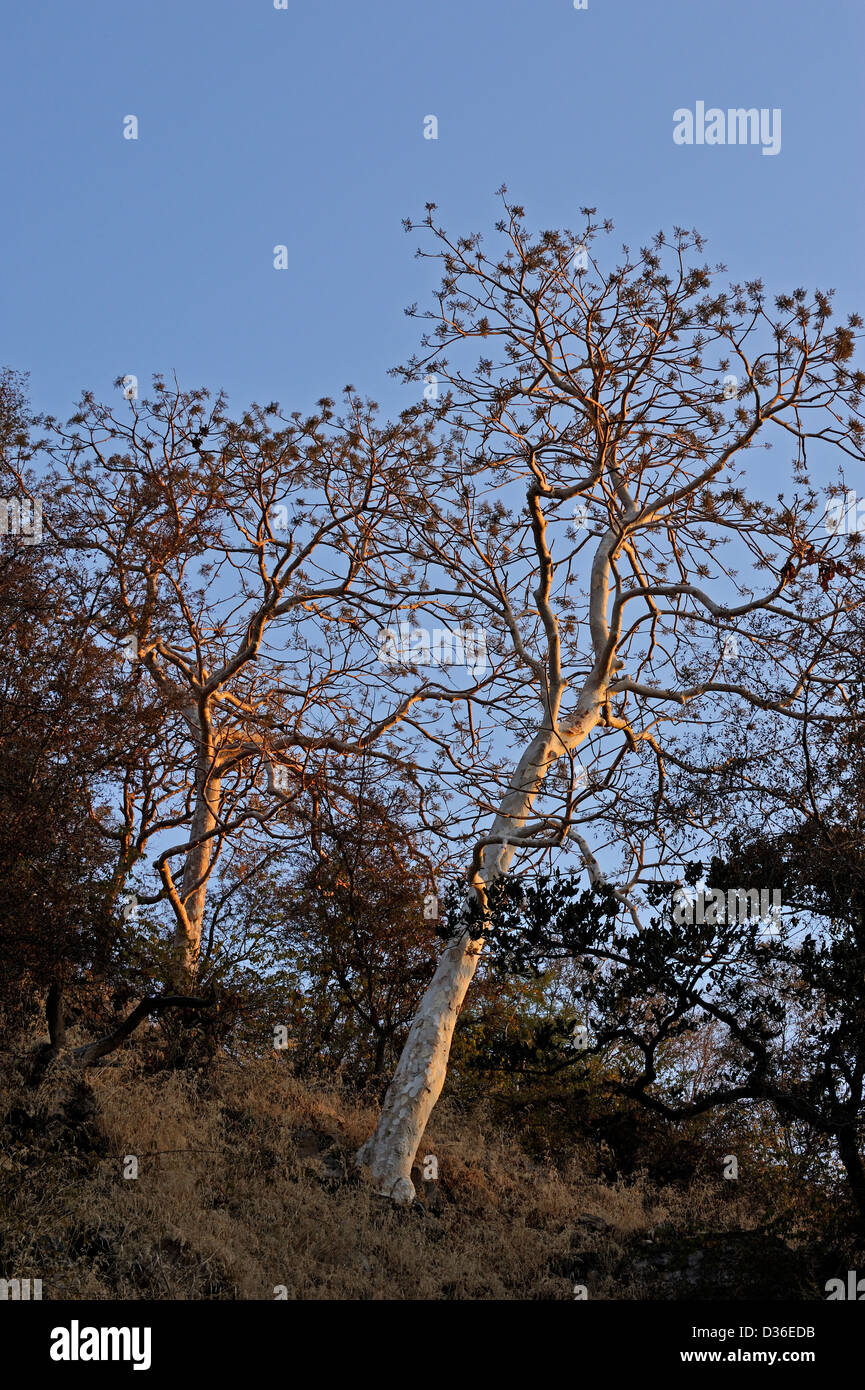 Gum Tree (Sterculia urens) standing as sentinels in Ranthambore national park, India Stock Photo