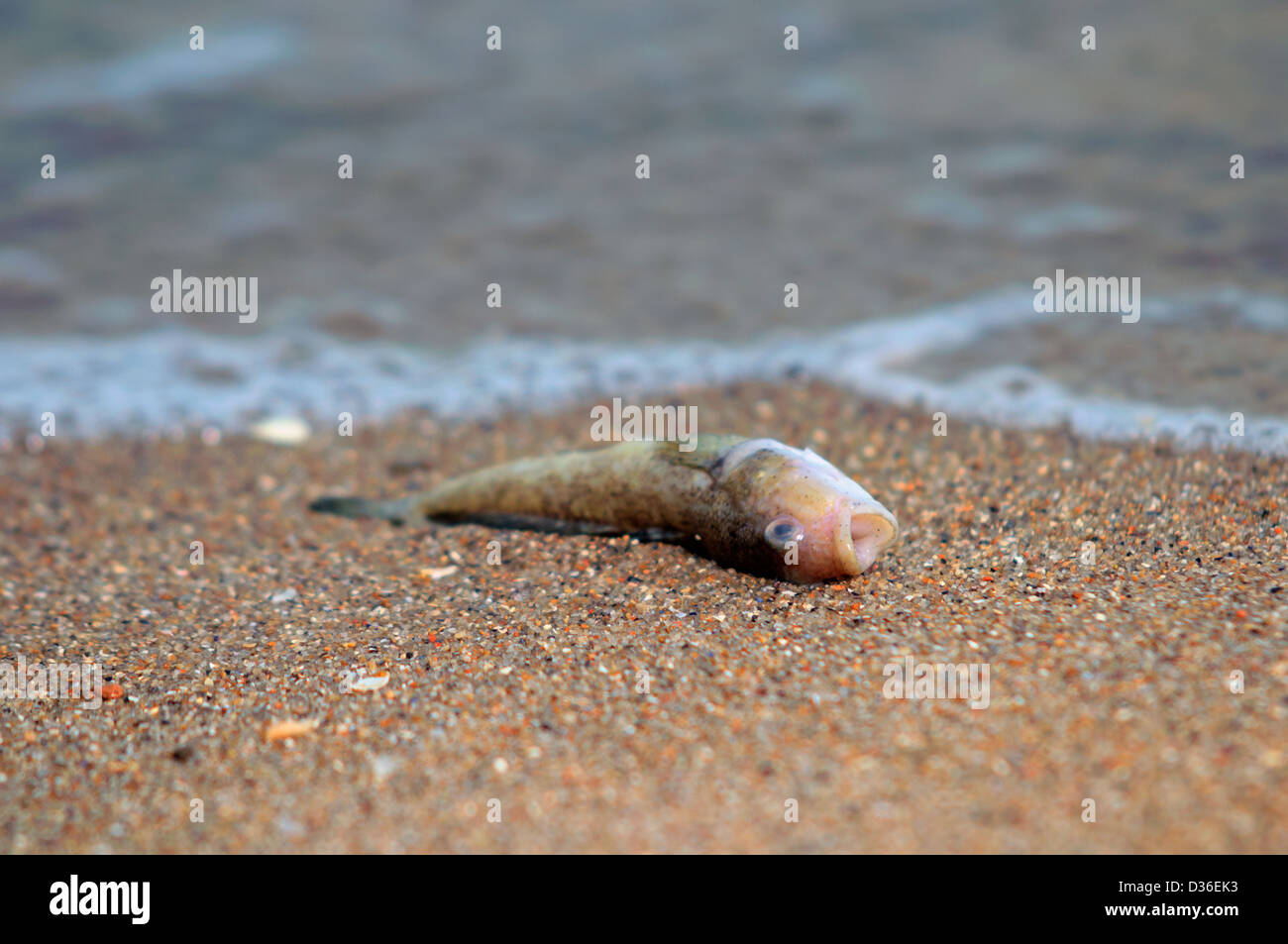environmental disaster dead fish on the beach Stock Photo Alamy