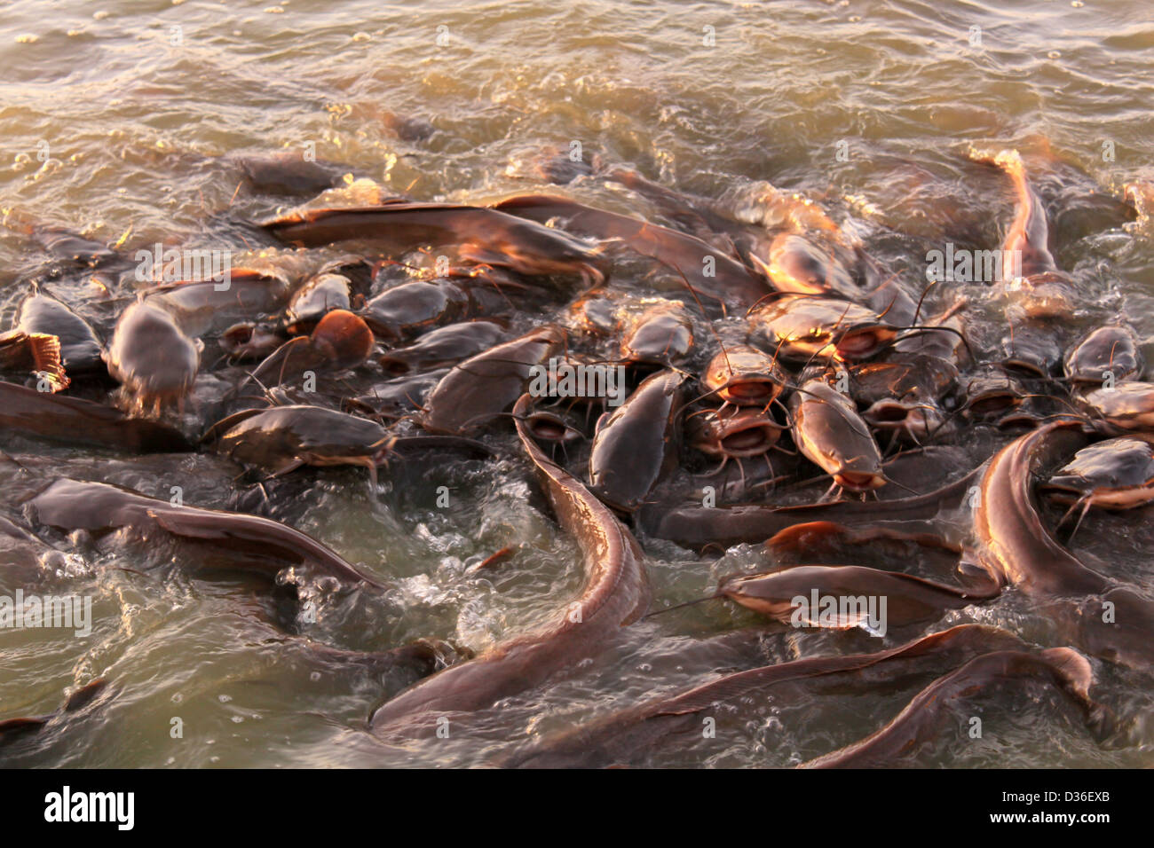 Cluster of catfish Gadi Sagar Lake Jaisalmer Western Rajasthan India Stock Photo
