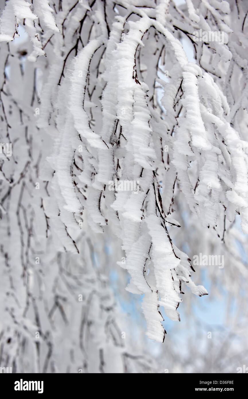 Twigs of tree covered in white hoar frost and snow in winter showing ice crystal formation pointing in same direction by wind Stock Photo