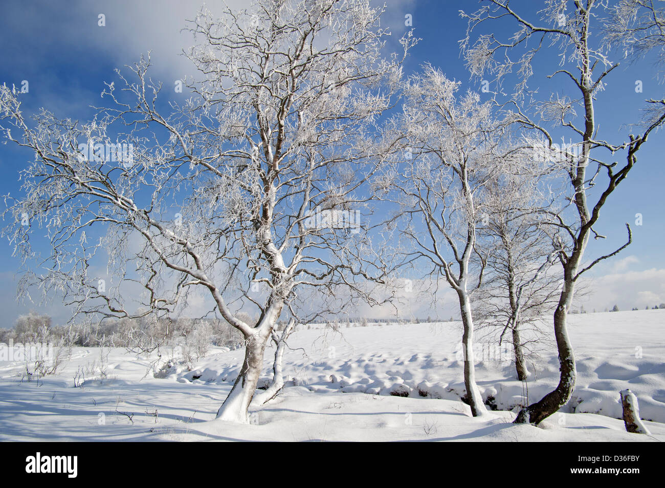 Snow and hoar frost covered birch trees in frozen moorland in the High Fens / Hautes Fagnes in winter, Belgian Ardennes, Belgium Stock Photo