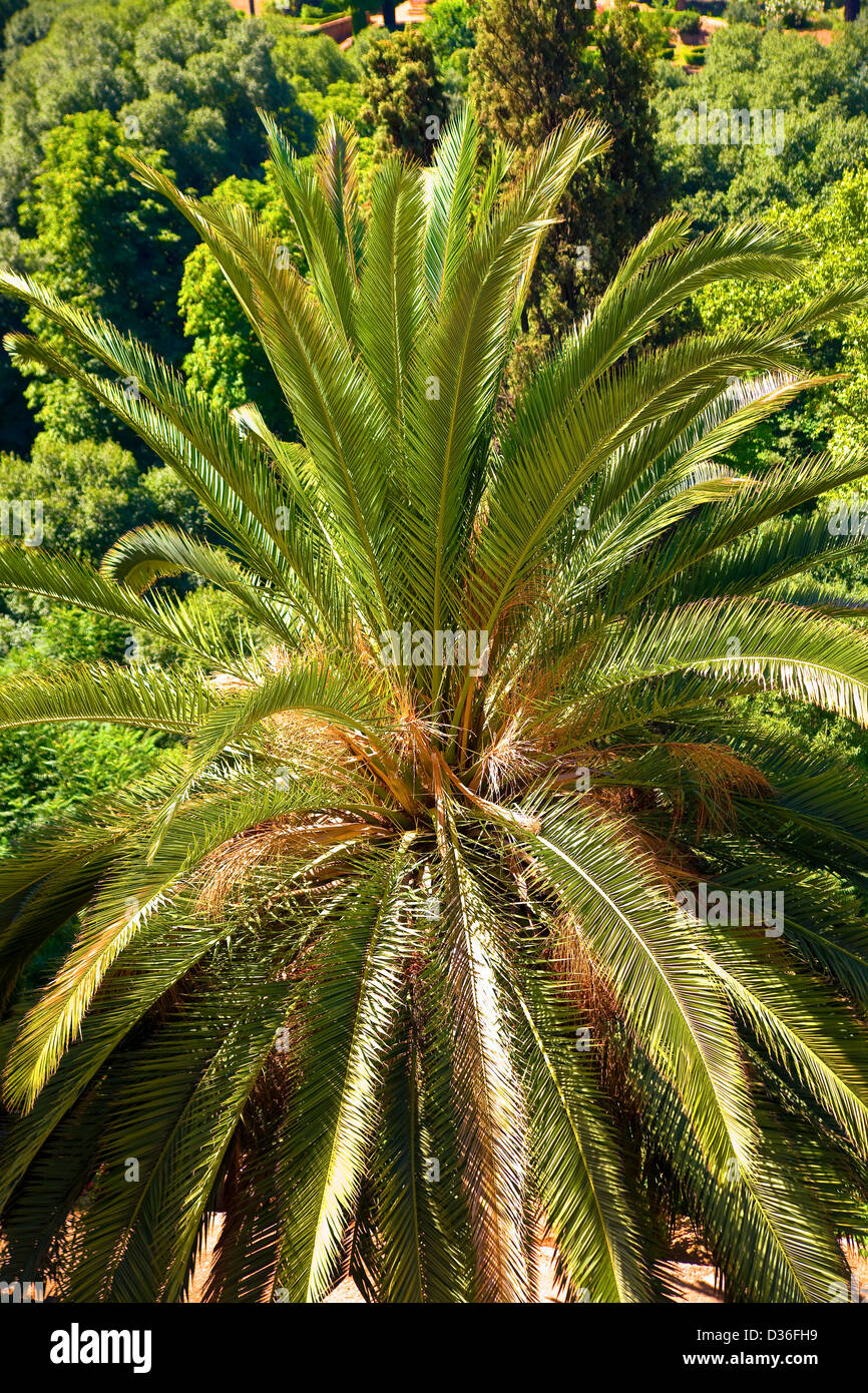 Palm tree in the Alcabaza fortress in the Alhambra Palace in Granada, Andalucia, Spain Stock Photo