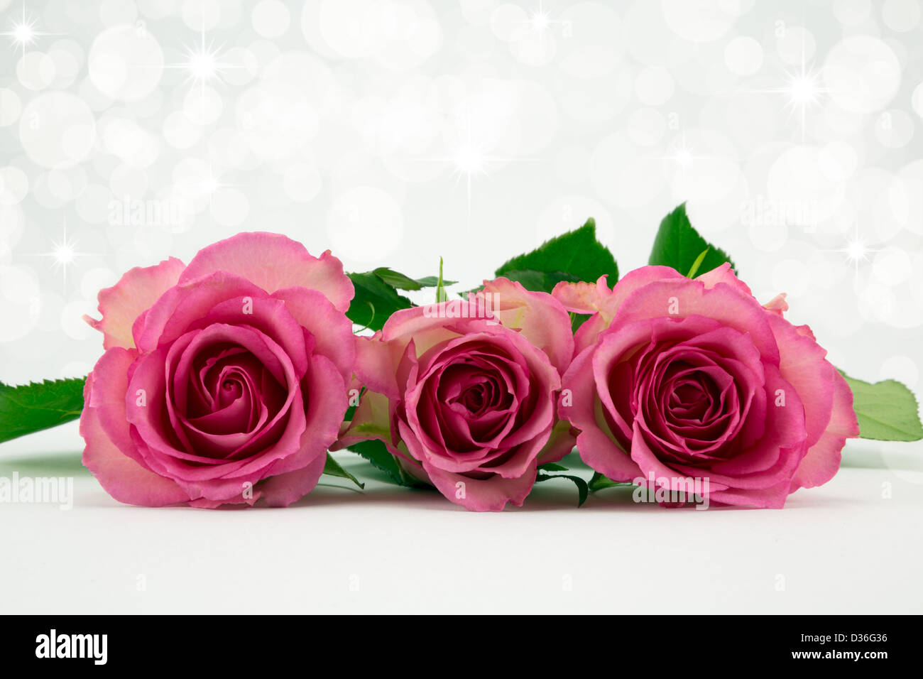 Three pale pink roses lying flat with diffused sparkle background Stock ...