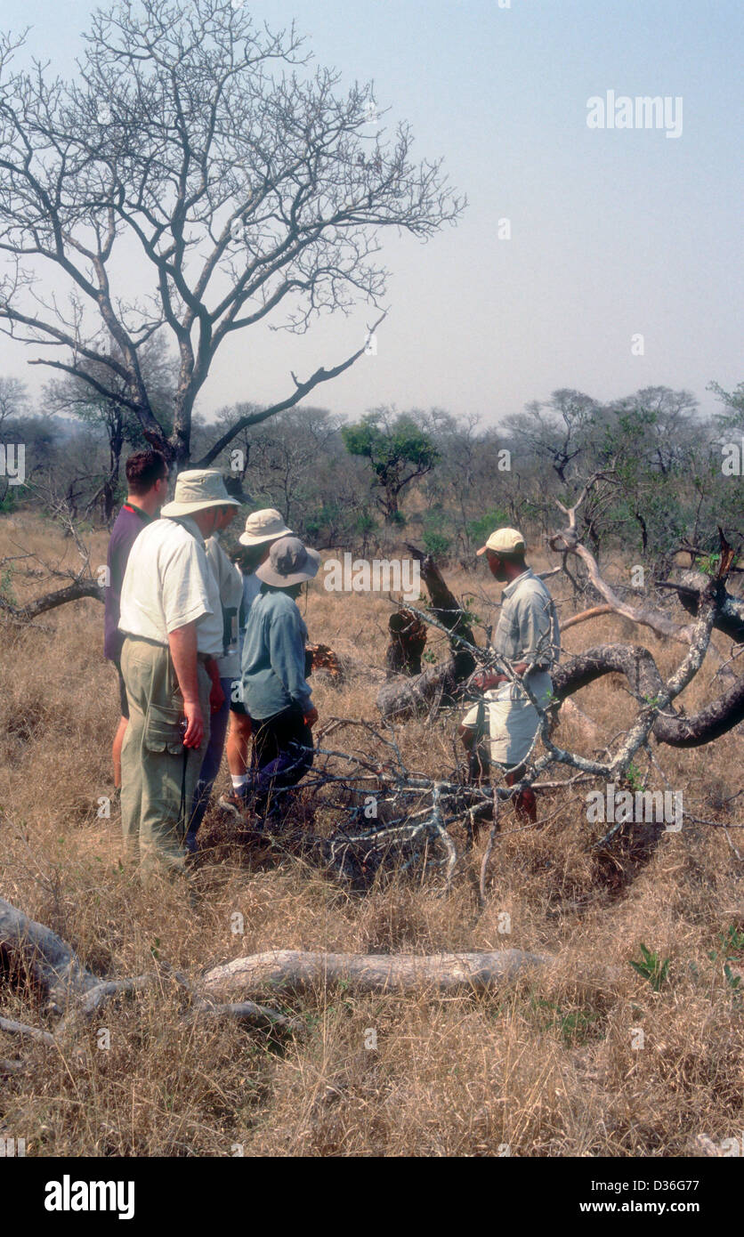 Ranger teaching tourists in the bush on a walking safari, Sabi Sands Game Reserve, Kruger, South Africa Stock Photo