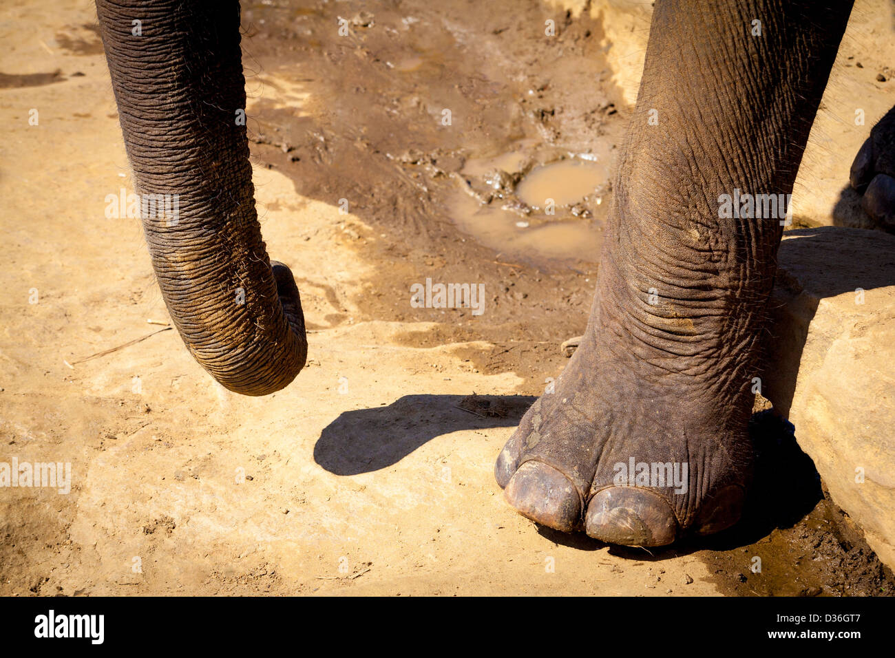 Close up of elephant trunk and foot Stock Photo